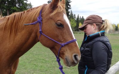 Horses and Healing Layers