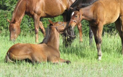 Prevention tips for Horses on Spring Grass