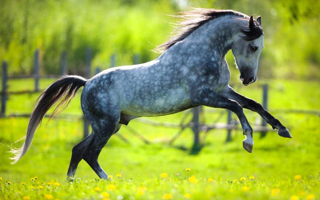 Will your horse benefit from magnesium?