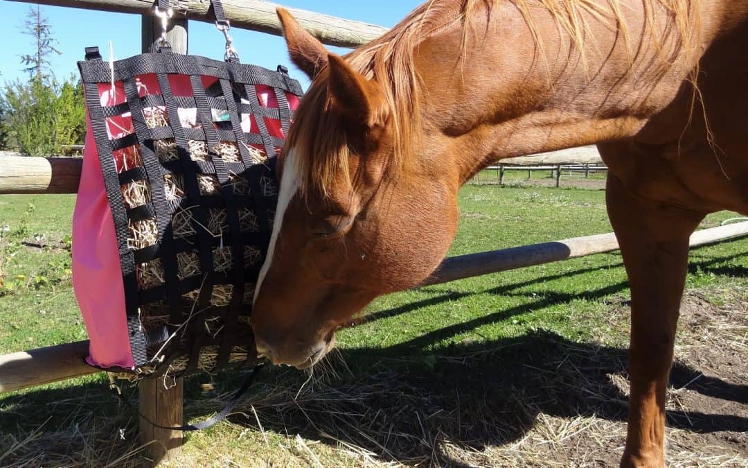 3 Benefits and Dangers of Feeding Alfalfa to Horses