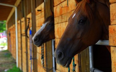How the Hormones of Stress Affect Horse Health and How to Manage it