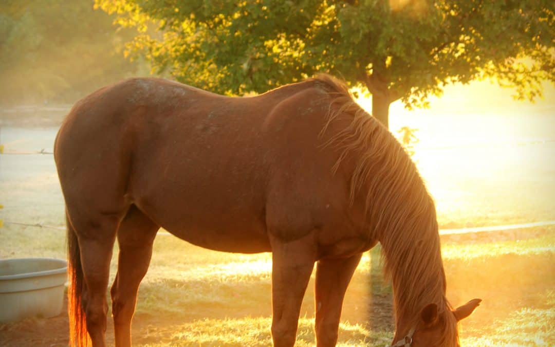 3 tips to get you started on your horse’s journey to recovery