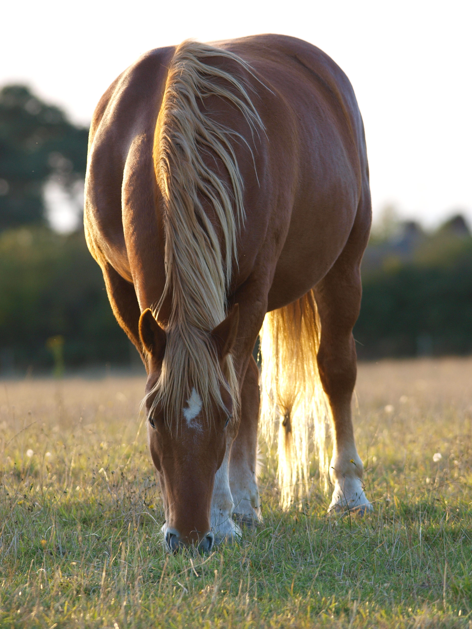 How to recognize Insulin Resistance in horses