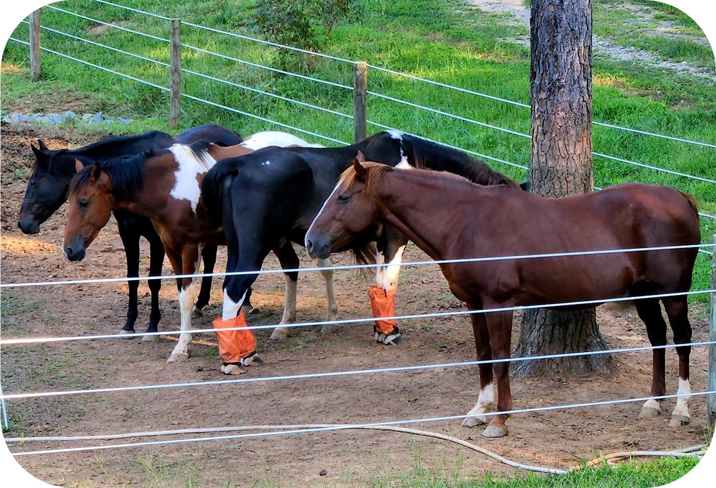 Annika’s herd of four horses