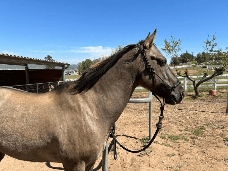 Jessica’s mare Jazz grazing